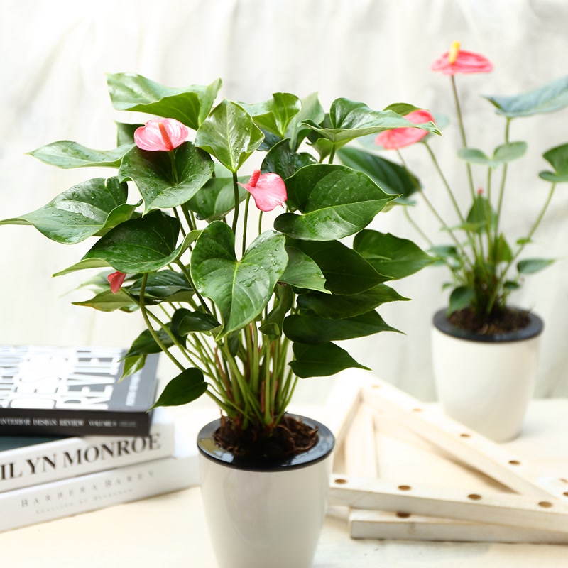 粉掌 红掌植物盆栽花卉室内水培植物绿植办公室盆栽绿色植物盆景